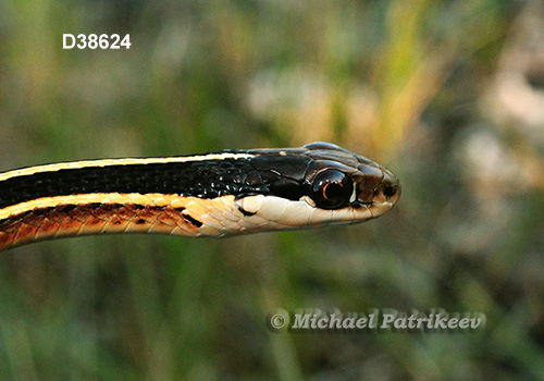 Northern Ribbon Snake (Thamnophis sauritus septentrionalis)